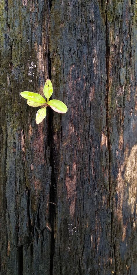 The Environment Photography, Growth Aesthetic Photography, Cool Art Reference Photos Nature, Man Vs Nature Photography, Regeneration Photography, Nature Taking Over, Photography Inspo Nature, Nature Close Up Photographs, Observe Photography