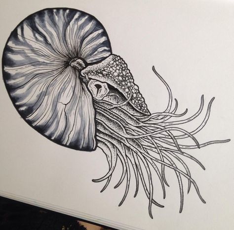 Nautilus Ink Chambered Nautilus Tattoo, Shamanic Tattoo, Nautilus Drawing, Fishing Quilt, Nautilus Tattoo, Theme Tattoos, Ocean Theme Tattoos, Jellyfish Pictures, Chambered Nautilus