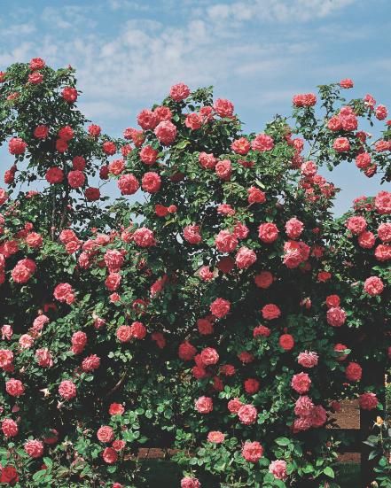 The Most Fragrant Roses for Your Garden | HGTV Rose Garden Landscape, Rose Garden Design, Hgtv Garden, Fragrant Roses, Climbing Rose, Garden Pictures, Rose Bush, Climbing Roses, Small Trees