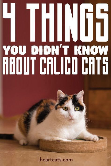 Calico cats have been keeping secrets!  Check our pawsome store if you love Cats! 👉www.kawaiikitty.co  Follow us for more [Pawsome|Purrsome|Furrsome|Pawtastic] cat content!  Check us also on instagram for daily Cat content: https://www.instagram.com/kawaiikitty.co/  Check our  [Pawsome|Purrsome|Furrsome|Pawtastic] products at: https://kawaiikitty.co Calico Cat Facts, Calico Cats, F2 Savannah Cat, Tabby Cats, Calico Kitten, Keeping Secrets, Cat Spray, Kitten Care, Cat Training