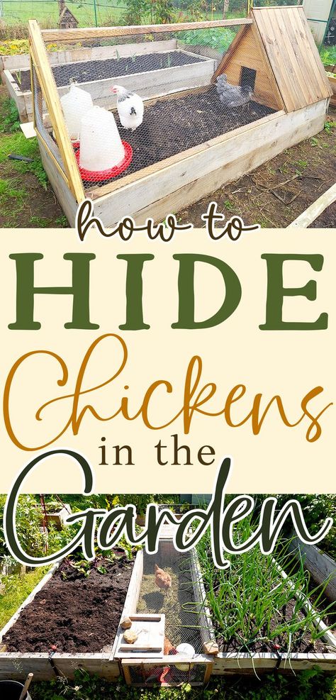 two chickens in a clever coop and run hidden in the pathway between two rectangular wooden raised garden beds are shown with text that reads how to hide chickens in your backyard garden Chicken Keeping Ideas, Chickens In The Garden, Chicken Coop Building Plans, Chicken Coop Building, Small Chicken Coops, Chicken Images, Chicken Raising, Farm Chickens, Raising Chicks