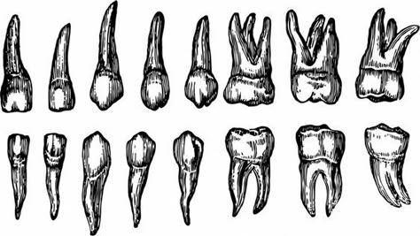 Tooth Outline, Teeth Illustration, Tooth Tattoo, Teeth Drawing, Human Teeth, Dental Art, 강아지 그림, Poke Tattoo, Tattoo Portfolio