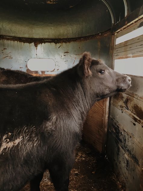 2 Cows Aesthetic, Two Cows Aesthetic, Feeding Cows Aesthetic, Farm Animals Decor, Farm Animal Paintings, Cow Photography, Show Cows, Cows In A Field Aesthetic, Ankole Cattle Photography