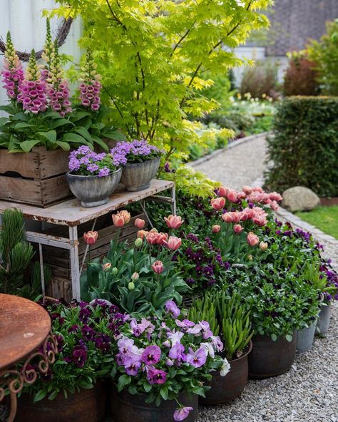 Mediterranean Patio Ideas, Mediterranean Patio, Shade Gardening, Apartment Balcony Garden, Garden Container, Backyard Plants, Garden Inspo, Plant Projects, Outdoor Decorating