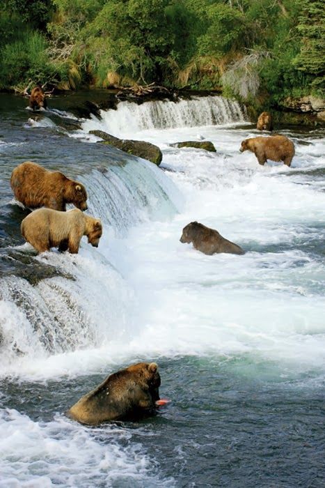 Brooks Falls Alaska, Alaska Food, Alaska Life, Cowgirl Stuff, Alaska Trip, Open Sesame, Alaska Vacation, Katmai National Park, Brown Bears