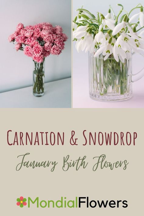 Carnation And Snowdrop Flower, Snowdrop Bouquet, Carnation And Snowdrop, Snowdrop Flower, January Birth Flowers, Flower Delivery Service, Local Florist, Send Flowers, Birth Flowers