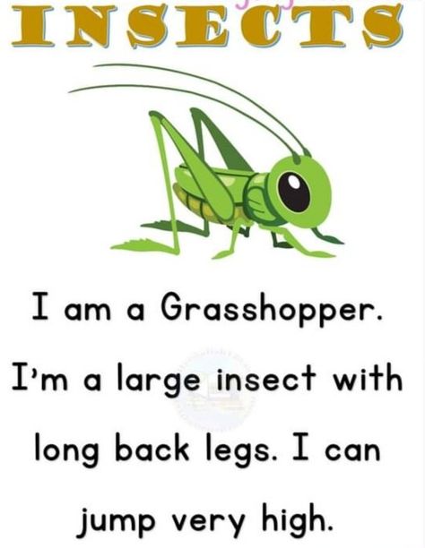 Insects worksheet .few lines on grasshopper . Easy reading worksheet . reading activity . Grasshopper Activities, Grasshopper Art, Learn English Kid, Fun Worksheets For Kids, English Activities For Kids, Insects Theme, Reading Activity, Grasshoppers, Fun Worksheets