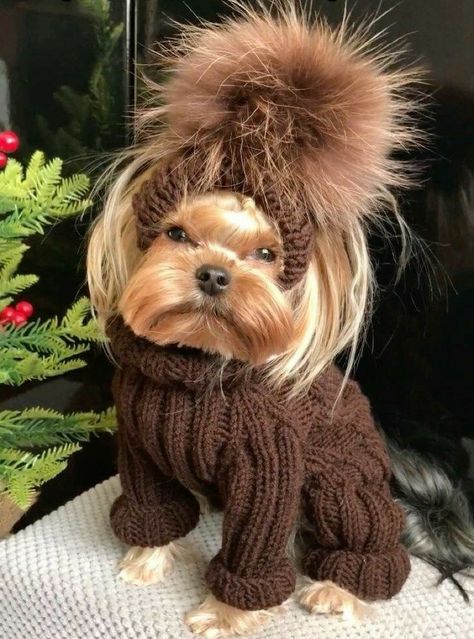 Crochet Dog Clothes, Chien Shih Tzu, Teacup Yorkie Puppy, Cute Small Dogs, Cute Dogs Images, Very Cute Puppies, Cute Dog Clothes, Yorkie Terrier, Teddy Dog