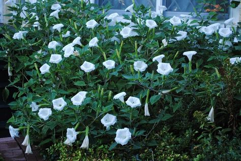 Moon Flower Plant, Moonflower Vine, Moon Plant, Night Blooming Flowers, Garden Vines, Night Flowers, Moon Garden, Climbing Vines, Winter Flowers