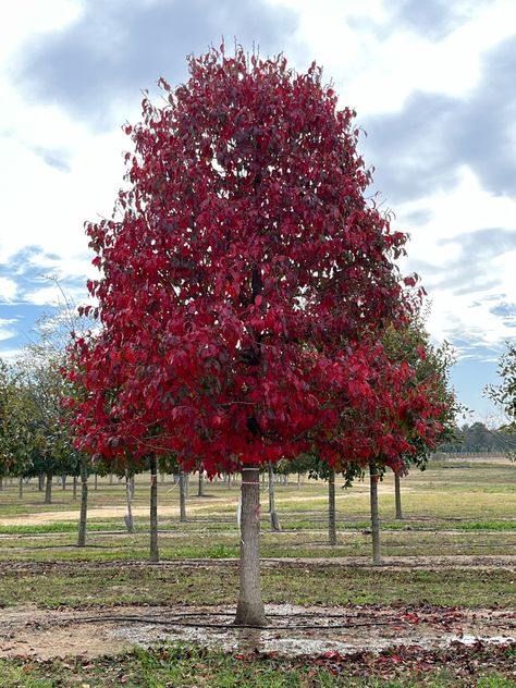 Tree Autumn, Sunny Disposition, White Chapel, Safety Harness, Crape Myrtle, Tree Top, Speed Limit, Red Tree, Shade Trees