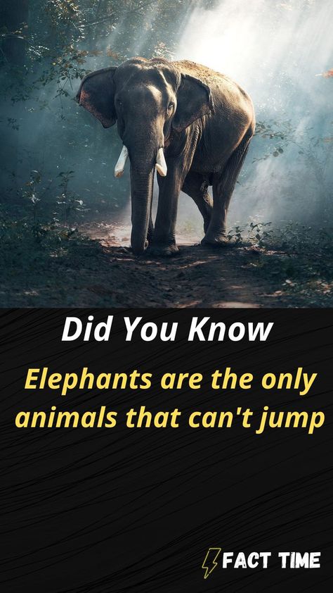 WEIRD FACT|AMAZING FACT|FACTS TIME Funny Weird Facts, Funny Facts Mind Blowing, Science Facts Mind Blown, Recovery Humor, Fun Facts Mind Blown, Fun Facts For Kids, Interesting Science Facts, Mental Health Facts, Cool Science Facts