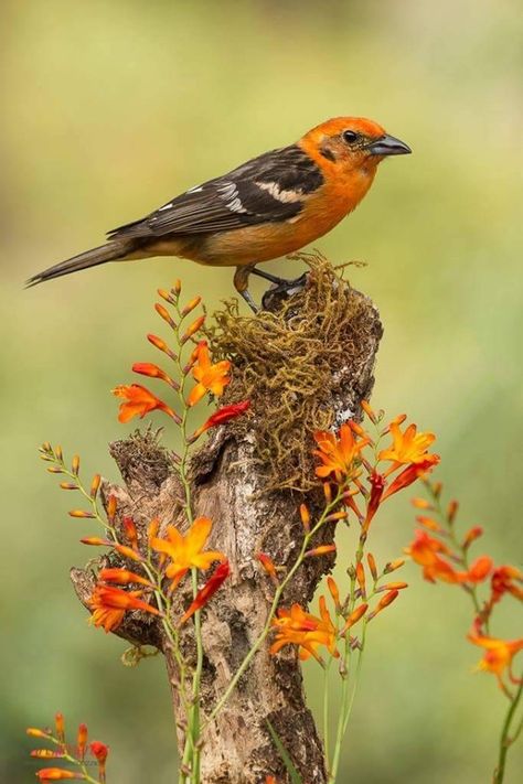 Bird Sitting, Kinds Of Birds, Birds And Butterflies, Airbrush Art, All Birds, Bird Pictures, Exotic Birds, Pretty Birds, Bird Photo