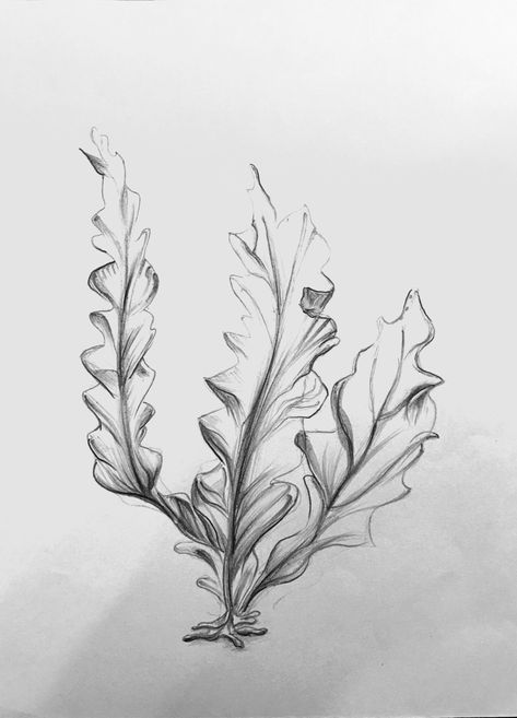 Drawing Of Seaweed, Coral Drawing Reference, Sea Fan Tattoo, Sea Flowers Drawing, Seaweed Tattoo Sleeve, Ocean Plants Drawing, Water Plant Tattoo, Sea Plant Tattoo, How To Draw Seaweed