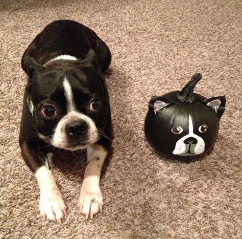 Princeton painted his own pumpkin this year! Boston Terrier Pumpkin, Boston Terrier Halloween, Boston Butts, Boston Terrier Painting, Boston Terrier Pug, Boston Terrier Funny, American Dog, Boston Terrier Love, Terrier Breeds