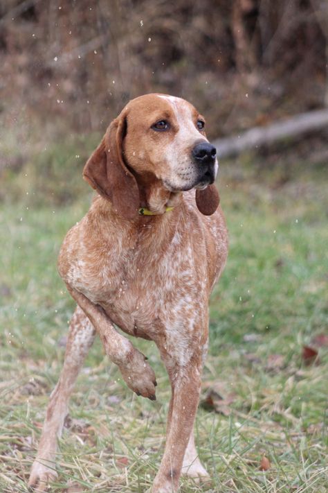 Coonhound Coonhound Art, Red Tick Coonhound, Foxhound Dog, English Coonhound, Walker Coonhound, American Foxhound, Best Dog Names, Redbone Coonhound, Every Dog Breed