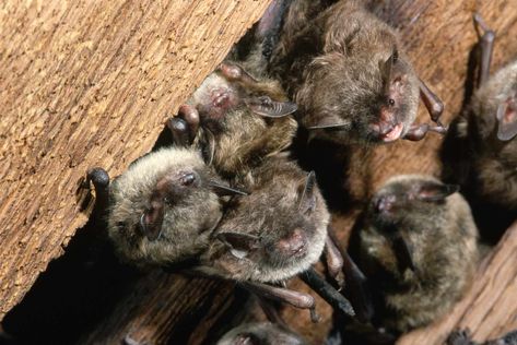 Here's how you can get rid of bat if you find them in attics, barns, sheds, or other structures where you don't want them to be. Getting Rid Of Bats, Bat Box, Southern Traditions, Leafhopper, Getting Rid Of Mice, Bat House, Wildlife Biologist, Southern Travel, Forest Habitat