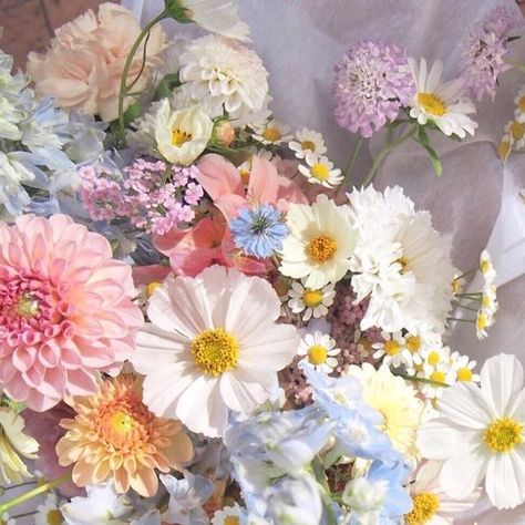 Rosie & Family ~ market gardeners and florist Adelaide Hills on Instagram: "Sunlight on cosmos 🌼✨💫 

pastel shaded flowers for Tennille and her maids last month 💛" Cosmos Wedding, Shaded Flowers, Garden Cosmos, Wedding August, Adelaide Hills, Shade Flowers, Wedding Goals, Pastel Shades, Beautiful Couple