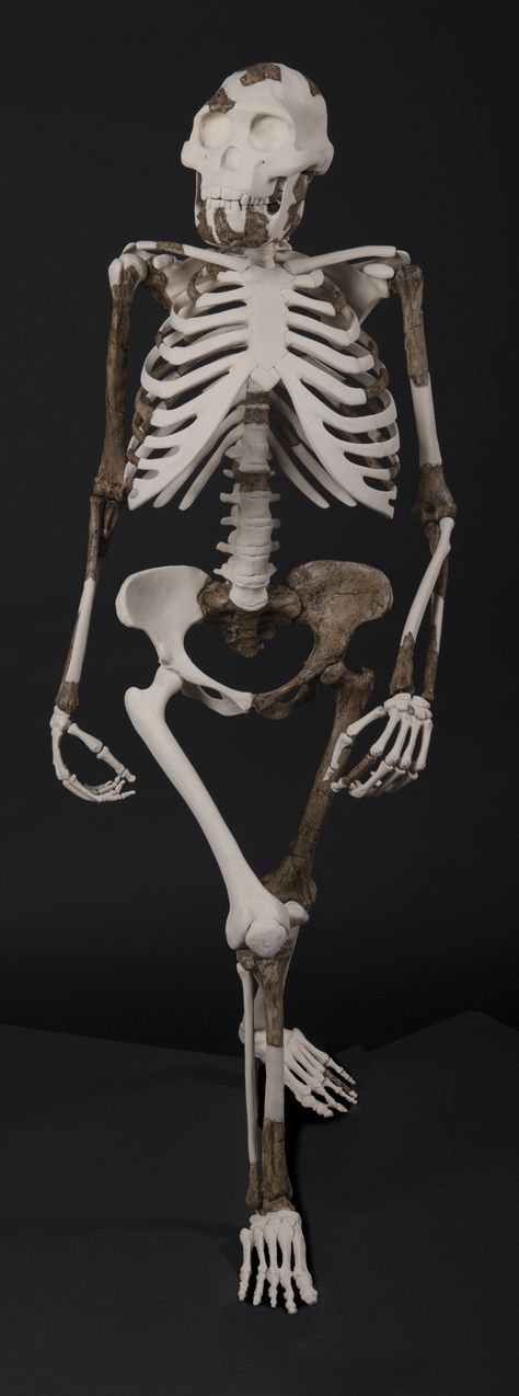 Australopithecus afarensis - AL 288 - "Lucy" - skeleton reconstruction Lucy Skeleton, Australopithecus Afarensis, Forensic Anthropology, Google Doodle, Human Evolution, Google Doodles, Anthropology, Big Deal, Evolution