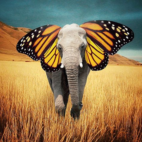 These Inspiring Surreal Photos By Instagrammer Nois7 Will Brighten Your Day | Bored Panda Happy Elephant, Surreal Photos, Surrealism Photography, Elephant Art, Foto Art, An Elephant, A Butterfly, Surreal Art, Art Plastique