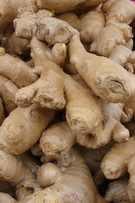 ginger Ginger Vegetables, Ginger Food, Root Photography, Happy Juice, Growing Ginger, Tattoo Plant, Health Benefits Of Ginger, Ginger Recipes, Ginger Tea