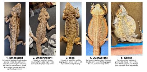 Baby Beard, Bearded Dragon Tank, Baby Bearded Dragon, Bearded Dragon Care, Weight Chart, Weight Charts, Bearded Dragon, Exotic Pets, Reptiles