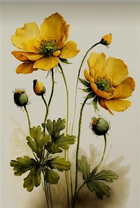 Botanical Art Watercolors, Vintage Floral Illustration, Buttercup Flower, Watercolor Flower Art, 수채화 그림, Watercolor Flowers Paintings, Botanical Painting, Flower Art Painting, Poppy Flower