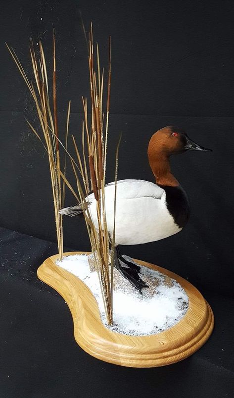 Canvasback Duck Mounts, Waterfowl Taxidermy, Duck Mount, Bird Taxidermy, Taxidermy Decor, Taxidermy Display, Decoy Carving, Duck Wallpaper, Hunting Room