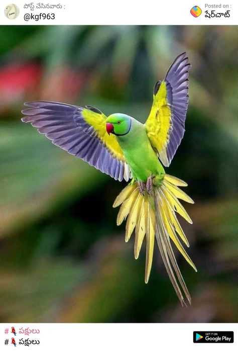 Conure Parrots, Bird Types, Most Beautiful Birds, Bird Supplies, Exotic Birds, Tropical Birds, Pretty Birds, Bird Photo, Colorful Birds