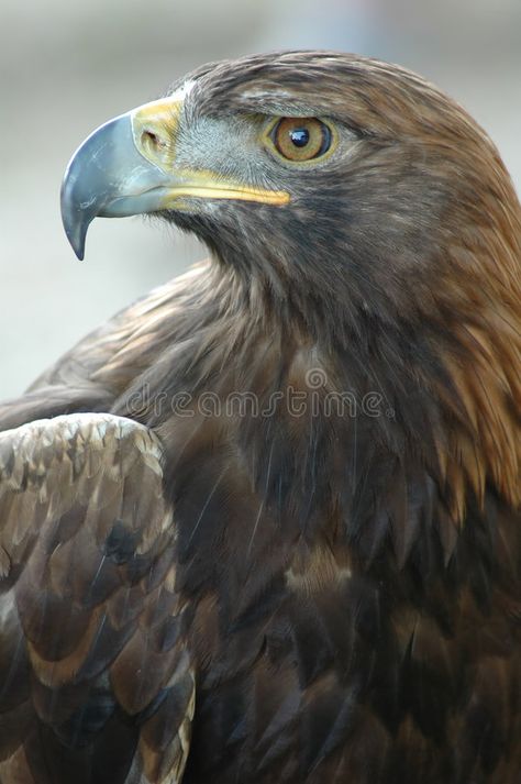 Golden Eagle. Profile shot of a Golden Eagle (Aquila chrysaetos Eagle Profile, Mission Images, Hawk Pictures, Eagle Artwork, Regard Animal, Tribute Tattoos, Eagle Drawing, Eagle Images, Tiger Artwork