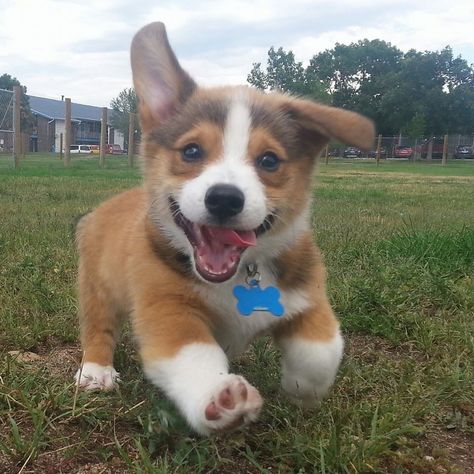 Adorable Corgi puppy running toward the camera Happy Puppy, Different Dogs, Dog Runs, Cute Puppy, Funny Animal Memes, Jolie Photo, Happy Animals, Animal Memes, Animal Photography