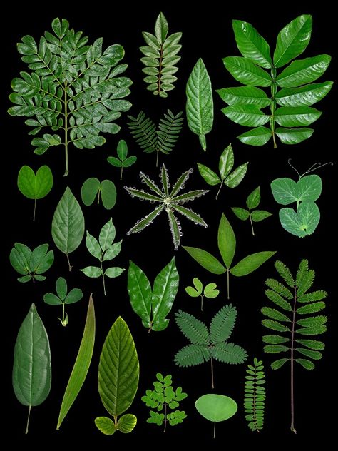 Study Reveals a Framework for Trifoliate Leaf-pattern Formation in Leguminous Plants----Chinese Academy of Sciences Evergreen Forest, Simple Leaf, Plant Images, Natural Form, Nature Plants, Nature Study, Natural Forms, Leaf Shapes, Leaf Pattern