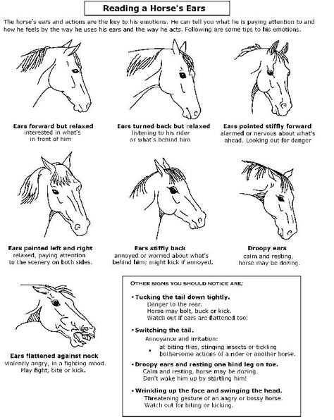 Reading the Ears - Horse Emotions Horse Behavior, Horse Lessons, Horse Information, Horse Facts, Horse Care Tips, Horse Ears, Horse Info, Horse Riding Tips, Horse Anatomy