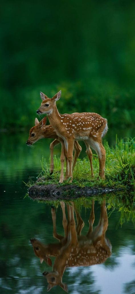 Animal Nature Aesthetic, Cute Deer Aesthetic, Canadian Wildlife Photography, Flora And Fauna Photography, Beautiful Animals Photography Wildlife, Deer Reference Photo, Wildlife Photography Wallpaper, Woodland Pictures, Cool Pictures Of Animals