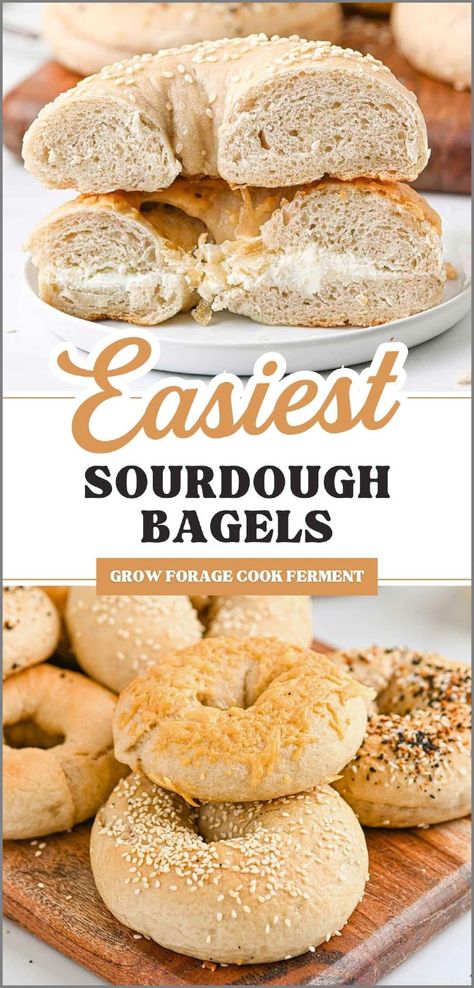 Dive into our Easy Sourdough Bagels recipe, a highlight in our collection of easy sourdough recipes. Perfect for those new to sourdough baking, these bagels offer a simple yet delicious way to enjoy homemade sourdough treats. Ideal for a hearty breakfast or a fulfilling lunch. Discover more Self Sufficient Homestead at growforagecookferment.com. Recipe With Sourdough Starter, Easy Sourdough Bagel Recipe, Easiest Sourdough Recipes, Freezer Sourdough Recipes, Simple Sourdough Recipes, Active Sourdough Recipes, Healthy Sourdough Recipes, Gf Sourdough Starter, Discard Sourdough Recipes