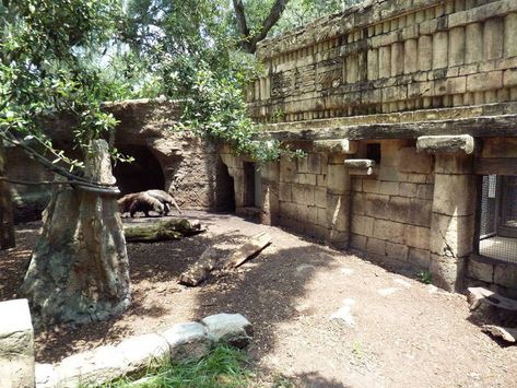 Jaguar Jungle - Giant Anteater/Two-Toed Sloth/Agouti Exhibit Jaguar Habitat, Jaguar Jungle, Zoo Enrichment, Zoo Inspiration, Zoo Map, Two Toed Sloth, Mayan Temple, Giant Anteater, Zoo Zoo