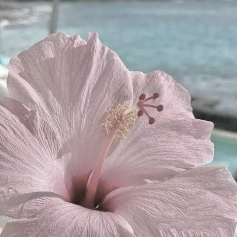 I Love Summer Pfp, Beach Soft Aesthetic, Desktop Wallpaper Aesthetic Flowers, Light Pink Summer Aesthetic, Beach Pink Aesthetic, Pink Ocean Aesthetic, Light Pink Widget, Pink Beach Aesthetic, Soft Summer Aesthetic