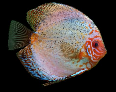 10,000+ Best Free Fish Images & Pictures in HD - Pixabay Fish Reference, Cichlid Aquarium, Colourful Fish, Discus Fish, Arte Grunge, Phish, Fish Art, Reference Images, Pics Art