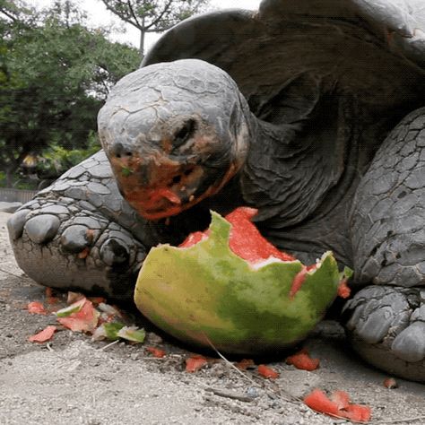 Popular GIF Turtle Eating Watermelon, Tortoise Eating, Turtle Eating, Eating Gif, Big Tortoise, Box Turtles, Galapagos Tortoise, Eating Watermelon, Giant Tortoise