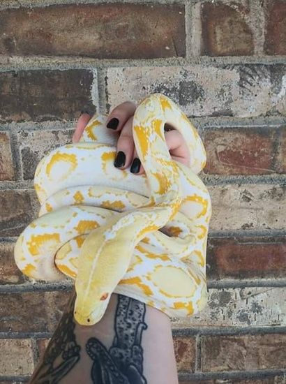 White Phase Albino Reticulated Python is a great morph! Cow Reticulated Python, Ball Python Care, Snake Photos, Reticulated Python, Baby Tortoise, Pretty Snakes, Colorful Snakes, Snake Lovers, Reptile Habitat