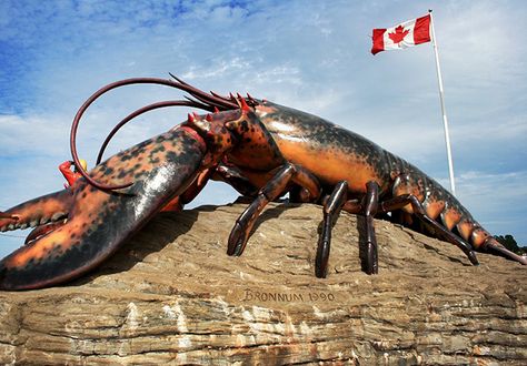 Linking lobstering to climate change- :-( Giant Lobster, Capital Of Canada, America Funny, New Brunswick Canada, Canada Photos, Canada Road Trip, Atlantic Canada, Tourist Trap, Roadside Attractions