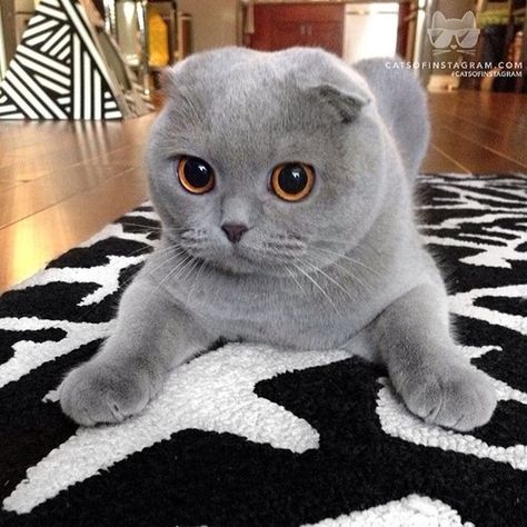 little monster sugarplum ;) Flat Faced Cat, Scottish Fold Kittens, Grey Kitten, Gray Cat, Grey Cat, Scottish Fold, Cute Kittens, Cats Meow, Beautiful Cats