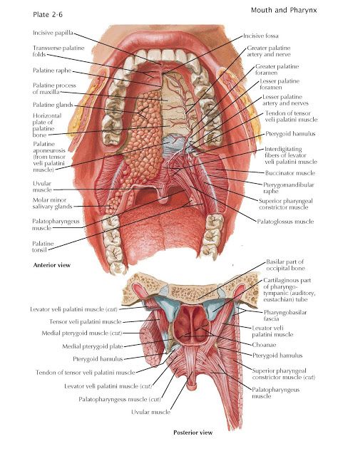 Roof of Mouth   The roof of the mouth, or palate, forms the superior and posterosuperior boundaries of the “oral cavity proper,” which it... Mouth Diagram, Throat Health, Throat Anatomy, Mouth Anatomy, Charting For Nurses, Nervous System Anatomy, Anaerobic Respiration, Human Skeleton Anatomy, Reiki Therapy