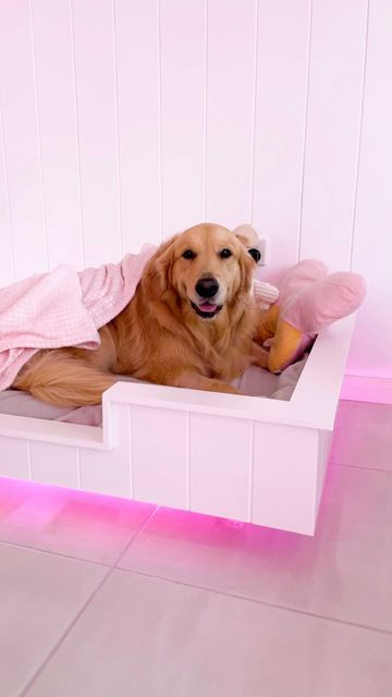 Floating Dog Bed, Dog Bedroom, Preppy Dog, Floating Bed, Tiny Living, Entertaining Guests, Dream Room, Dog Bed, My New Room