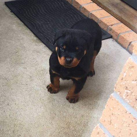 Rotwiller Dog Puppies, Rotwiller Dogs, Best Guard Dogs, Staffordshire Terriers, Dog Faces, Rottweiler Love, Rottweiler Lovers, Guard Dog, Baby Animals Pictures