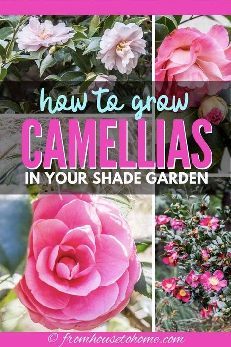 Yuletide Camellia, Shade Loving Flowers, Camellia Tree, Shade Loving Shrubs, Budget Landscaping, Plants Under Trees, Grow Gorgeous, Perennial Shrubs, Evergreen Plants