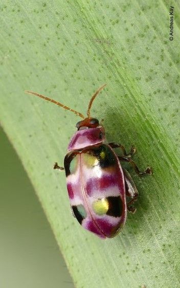 Flea Beetle (Asphaera sp.), Ecuador. Photo by Rob Westerduijn. Pink Leaf Beetle, Pretty Insects, Rainbow Stag Beetle, Beautiful Beetles, Dogbane Beetle, Pink Beetle, Leaf Beetle, Amazing Insects, Flea Beetles