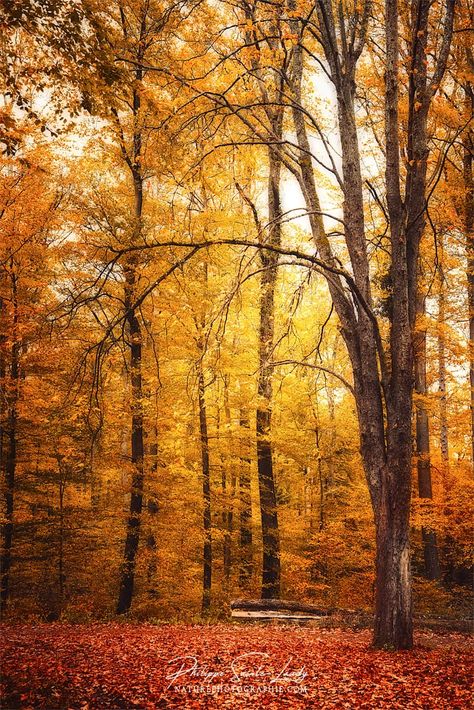 100% photos d'automne. Entre jaune, rouge et orange… Classic Blue Pantone, Best Landscape Photography, Forest Bathing, Orange Aesthetic, Orange Wallpaper, Yellow Wallpaper, Yellow Aesthetic, Fall Wallpaper, Aesthetic Images