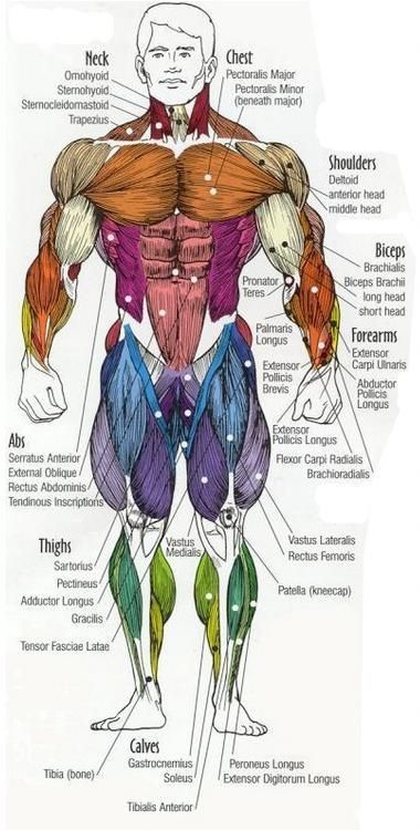 Bodybuilding muscle workout using different workout techniques like uni-set, multi-set, pyramid routines, super breathing sets and much more. Choose an effective workout that suits your lifestyle. Muscle Names, Gay Illustration, Body Muscle Anatomy, Muscle Diagram, Major Muscle Groups, Human Muscle Anatomy, Trening Sztuk Walki, Human Body Anatomy, Human Anatomy Drawing