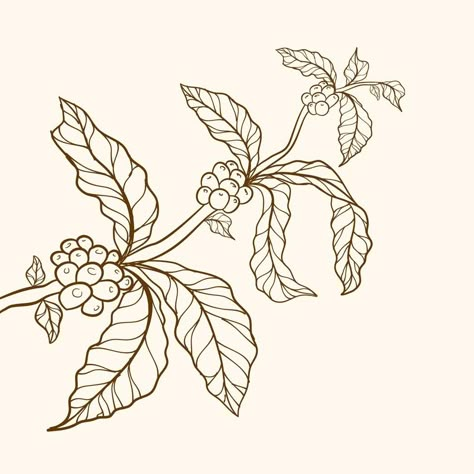 Coffee Leaves Illustration, Coffee Tree Drawing, Coffee Plant Art, Coffee Tree Illustration, Coffee Plant Illustration, Starbucks Packaging, Leaves Reference, Coffee Bean Plant, Coffee Plant Tattoo