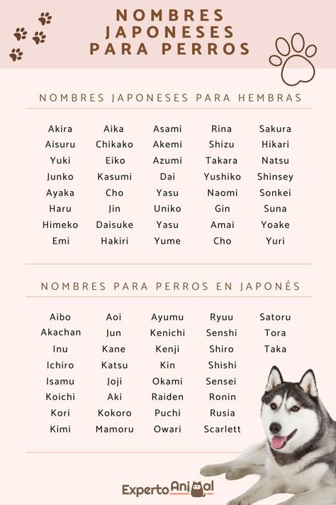 Si ha llegado a tu vida un perrito y eres un amante de Japón, aquí te dejamos algunos nombres en japonés para perros. ¡No te los pierdas! #NombresParaPerros #NombresParaPerrosJapones #NombresParaPerrosEnJapones #NombresJaponesesParaPerros #NombresJaponesesPerros #NombresPerros Akita Inu, Cat Names